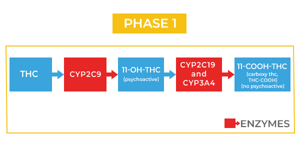 THC phase 1 metabolism