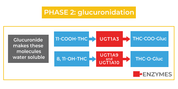 THC phase 2 metabolism